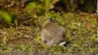 European Rabbit or Common Rabbit Oryctolagus cuniculus  Wildkaninchen 3 [upl. by Petr]