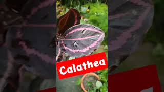 Calathea 💯🤪 Calathea Plant 💐 Indoor Plant shorts plants 🪴 UralOrchid 🎯 [upl. by Gnidleif]