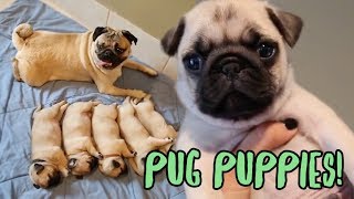 Pug Puppy Compilation [upl. by Christophe]