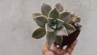 Graptopetalum paraguayense  Plantafantasma no vaso de argamassa feito por mim [upl. by Junette]