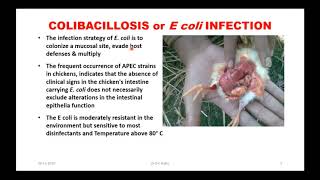 E coli or Colibacillosis TREATMENT amp CONTROL in Poultry  Webinar to VetNepal Vets of Nepal [upl. by Horgan753]