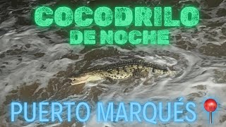 Cocodrilo sale a la franja de arena en PUERTO MARQUÉS 📍 l pobladores Intentan capturarlo 🐊🐊 [upl. by Eade]