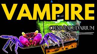 Building the Ultimate Paludarium for Vampire Crabs – Step by Step [upl. by Wandis]