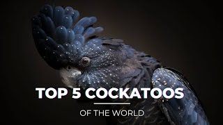 TOP 5 Rare Cockatoos  Why Cockatoos are Expensive  cockatoos ShaikhTanveer [upl. by Cowey336]