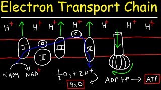 Electron Transport Chain  ATP Synthase Chemiosmosis amp Oxidative Phosphorylation [upl. by Tawnya]