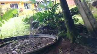 Costa Rica Vlog  Day 5 Goodbye Birds [upl. by Eilra]