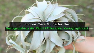 Indoor Care Guide for the Xerographica Air Plant Tillandsia Xerographica [upl. by Desimone531]