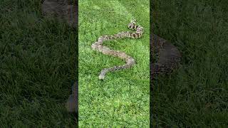 Animals on a Montana Golf Course The end is funny shorts shortsvideo golf military montana [upl. by Eidde64]