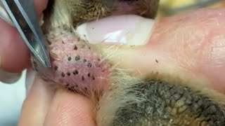 Ingrown Hair on Dog’s Paw [upl. by Ycart]