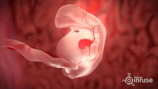 Fetal Development 3D Animation  Infuse Medical [upl. by Enailil]