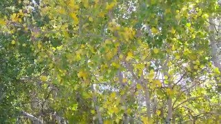 Quaking Aspens One of my Favorite Sounds [upl. by Corena722]