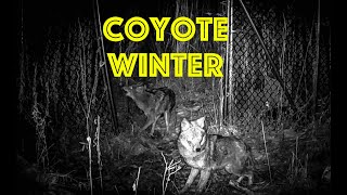 Coyote Winter  Trail Camera Fence Experiment [upl. by Ael350]