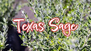 Texas Sage 101 All About this Tough Southwestern Beauty [upl. by Jun]