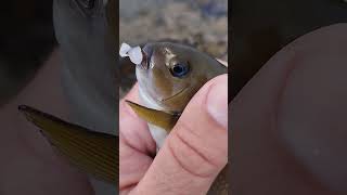 little Opaleye Caught Fishing from the Cliffs werftv fish catchsurf [upl. by Geer]