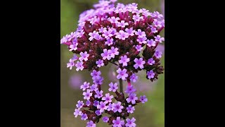 HarvestingCollecting Verbena Seeds method [upl. by Wescott]