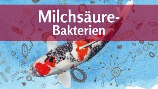 Milchsäure für den Teich Bakterien gegen Algen und Keime – für gesunde Koi [upl. by Arayk125]