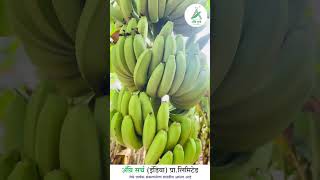 IRAQ Export Quality Banana  Agrisearch India pvt Ltd banana farming agriculture farmer [upl. by Eiryt754]