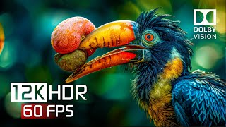 12K HDR 60fps With Indian Relaxing Music  Dolby Vision [upl. by Eleanore]