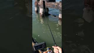 Tautog Fishing on Old Pilings [upl. by Rie263]