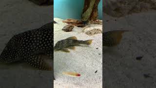 Julio pleco L14 su sunshine music reggaeton amor song trending acuarium aquarium peces tv [upl. by Anazus]