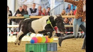 SHOW Apropos Pferd 2018  Miniponys in Action [upl. by Alana]