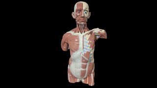 MSJC Muscle Anatomy Review of the TORSO Model with annotations [upl. by Adlesirg]