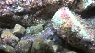 OTTO THE OCTOPUS SCUBA SHOW 2014 FILM FESTIVAL [upl. by Aikem]