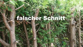 Koniferenschnitt Thuja Zypresse Nadelbaum schneiden [upl. by Novahc]