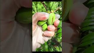 Picking torreyapickingfruitvegetablerural lifesatisfyingfarming agriculture ruralharvest [upl. by Elkin]