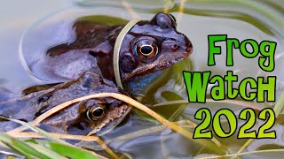 Collecting Frog Spawn and How to Set Up a Tadpole Tank  Frog Watch 2022 [upl. by Shifrah]