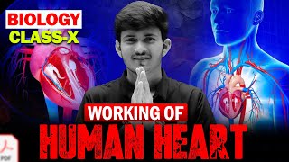 Working Of Human Heart 🔥 Life Processes  Class 10 Science [upl. by Thibault]