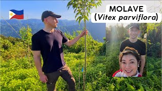 🇵🇭 Molave Tree and Wood Overview Growth after 15 Months Vitex parviflora [upl. by Mace]