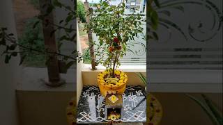 Tulsi mataji ka vivah song 🙏 like and subscribe please 🙏 [upl. by Neleag]