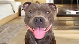 Funny American Staffordshire Terrier Videos [upl. by Dranyl]