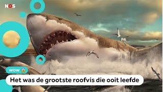 Kindervraag Leeft de Megalodon de grootste haai ooit nog [upl. by Elysee641]