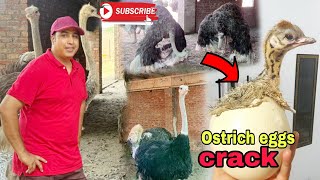 Ostrich eggs crack Ostrich feather collect kiyen Pakistan Ostrich Farm Brand sheikhupura [upl. by Enimassej976]