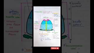 🚨NOTES😎 🗒️HANDWRITTEN quotCEREBELLUMquot shorts anatomy notes [upl. by Gayel]