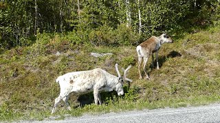 My trip to Härjedalen Sweden summer 2023 [upl. by Anitsyrhk838]