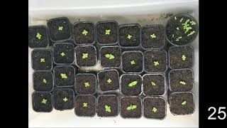 How to germinate Paulownia tree from seeds [upl. by Einaled]