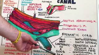 Inguinal Canal  Anatomy Lecture for Medical Students  USMLE Step1 [upl. by Nodnarb]