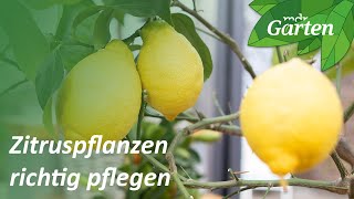 Zitruspflanzen pflegen und umtopfen  MDR Garten [upl. by Strait]