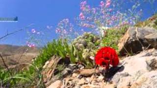 ATACAMA EL DESIERTO FLORIDO wmv 1 [upl. by Fryd66]