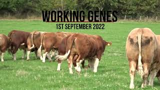 2022 Working Genes Simmental Bulls [upl. by Nicram]