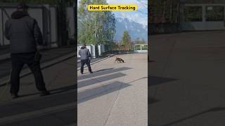 addestramentocani workingdogtraining workingdogs dogtraining boxerdog detectiondogs tracking [upl. by Lorrad]