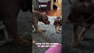 Do you hear the sound of the dog barking dog funny trending viralvideo [upl. by Gregorio]