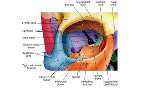 Head amp Neck Anatomy day 1 part B by Dr Farhat Amir [upl. by Aneloj]