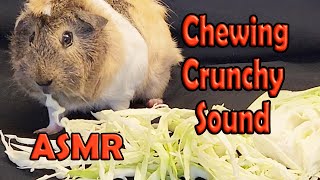 Animal ASMR Guinea Pig Cute Animal Eating Mukbang [upl. by Eisset]