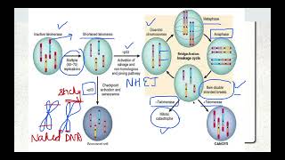 Molecular Basis of Cancer Part 3 Telomeres [upl. by Sande]