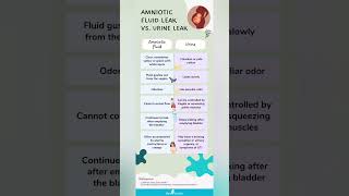 Amniotic fluid leakvs urine leak [upl. by Courtnay55]