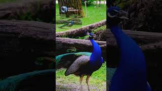 real voice of peacock birds wildlife nature documentary forest [upl. by Dayle349]